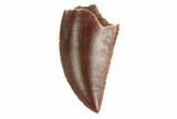 Serrated, Raptor Tooth - Real Dinosaur Tooth #144610-1